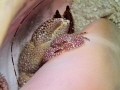 Crab sitting in a hermit crab shell Crab sitting in a hermit crab shell