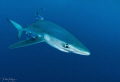 Blue shark Blue shark
