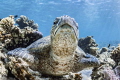 A sleepy Green Sea Turtle lazily peeks out of one eye to see who's watching, quickly returning to napping.