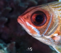 Big eye
Portrait Squirrelfish
Nikon D7200
Z330
tamron 60mm kenko teleconverter 1.4 Big eye
Portrait Squirrelfish
Nikon D7200
Z330
tamron 60mm kenko teleconverter 1.4