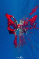 Butterfly Butterfly