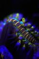Bearded fireworm fluorescing under blacklight. Bearded fireworm fluorescing under blacklight.