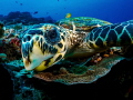 WTF
Hawksbill Turtle Eretmochelys imbricata
Bali Indonesia WTF
Hawksbill Turtle Eretmochelys imbricata
Bali Indonesia