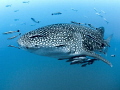 Kind of Blue
Whale Shark Rhincodon typus
Sail Rock Thailand Kind of Blue
Whale Shark Rhincodon typus
Sail Rock Thailand