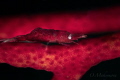 Gorgonian Shrimp Hamodactylus cf. Noumeae Gorgonian Shrimp Hamodactylus cf. Noumeae