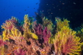Gorgonian soft coral shotted in Scilla Calabria Italy
Canon zoom 10 22mm@16 1/160 f/9 iso400 Gorgonian soft coral shotted in Scilla Calabria Italy
Canon zoom 10 22mm@16 1/160 f/9 iso400