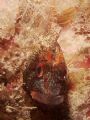 Tompot Blenny with star allures. It chased of hermites and prawns to get itself photographed