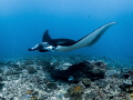 Sorcery
Manta Ray Mobula alfredi
Manta Point Bali Indonesia Sorcery
Manta Ray Mobula alfredi
Manta Point Bali Indonesia