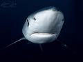 Blue shark in the deep off Cape Point South Africa. Blue shark in the deep off Cape Point South Africa.