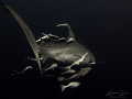 Tiger Shark with remora buddies. Tiger Shark with remora buddies.