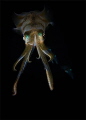A family of squids captured during a night dive. 
Slight editing of highlights and contrast.