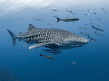 The Expanse
Whale Shark Rhincodon typus
Sail Rock Thailand The Expanse
Whale Shark Rhincodon typus
Sail Rock Thailand