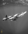 False killer whales False killer whales