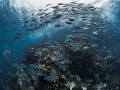 It s not a house it s a home
Big Eye Trevally Caranx sexfasciatus
Sail Rock Thailand It s not a house it s a home
Big Eye Trevally Caranx sexfasciatus
Sail Rock Thailand