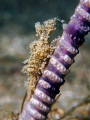 Extreme Possibilities
Sea Pen Shrimp Latreutes sp.
Mae Haad Thailand Extreme Possibilities
Sea Pen Shrimp Latreutes sp.
Mae Haad Thailand
