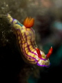 Red Baron
Nudibranch Hypselodoris whitei
Padagbai Bali Indonesia Red Baron
Nudibranch Hypselodoris whitei
Padagbai Bali Indonesia