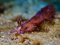 Coaster
Nudibranch Pteraeolidia Ianthina
Padagbai Bali Indonesia Coaster
Nudibranch Pteraeolidia Ianthina
Padagbai Bali Indonesia