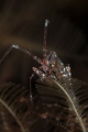 Red Strip Skeleton shrimp Protella similis Red Strip Skeleton shrimp Protella similis