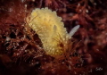 ruwe wratslak Doris ocelligera ruwe wratslak Doris ocelligera