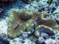 taken on john brewer reef, nikon coolpix 3100 no strobe. 5 anemonefish