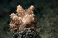 Nudibranch Phyllodesmium koehleri Nudibranch Phyllodesmium koehleri