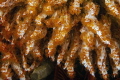 The Curtain. Filigreed coral worms with their delicate white tube and their red feathery feeding branches The Curtain. Filigreed coral worms with their delicate white tube and their red feathery feeding branches