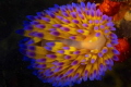 Shining Light. Colorful Gas flame Nudibranch Shining Light. Colorful Gas flame Nudibranch
