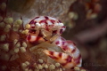 Soft Coral Porcelain Crab Lissoporcellana nakasonei Soft Coral Porcelain Crab Lissoporcellana nakasonei