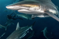 Surrounded by sharks Surrounded by sharks