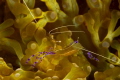 pederson shirmp on anemone is a cleaning station. canon 60D canon 60mm macro two subtrobe ikelite ds125 housing sea cam pederson shirmp on anemone is a cleaning station. canon 60D canon 60mm macro two subtrobe ikelite ds125 housing sea cam