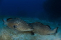 black groupers in a territorial fighting.nikon D800E tokina 10 17mm lens at 15mm two ikelite subtrobe DS125 aquatica housing black groupers in a territorial fighting.nikon D800E tokina 10 17mm lens at 15mm two ikelite subtrobe DS125 aquatica housing