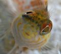 Head-on and up close view of a little Saddled Blenny. Nikon D200 with 60mm lens.