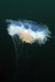 Lions Mane Jellyfish. St Abbs, Scotland. Taken with Oly C7070