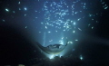 Twilight manta dive has always been the most popular dive in Kona, Hawaii. I was lucky enough to be able to get there for the season during the pandemic. Amazed by the flying mantas of the night.