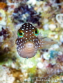 Hawaiian Whitespotted Toby a common fish on the reefs in Hawaii Hawaiian Whitespotted Toby a common fish on the reefs in Hawaii