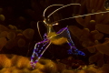 pederson shrimp canon 60D canon lens 60mm seacam housing two ikelite strobe DS125. pederson shrimp canon 60D canon lens 60mm seacam housing two ikelite strobe DS125.