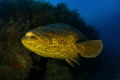 Goliath grouper canon 60D tokina lens 10 17mm at 10mm two ikelite strobe DS125 seacam housing. Goliath grouper canon 60D tokina lens 10 17mm at 10mm two ikelite strobe DS125 seacam housing.