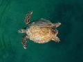 Sea Turtle in the Red Sea