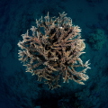 A coral head in the Red Sea.