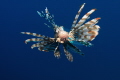 lionfish lionfish