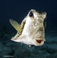 Scrawled Cowfish Key Largo Florida Scrawled Cowfish Key Largo Florida