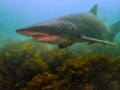 Grey nurse shark, Bushranger Bay, NSW