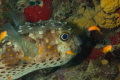 Spotbase burrfish rests in him den