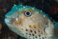 Spotbase burrfish.Cyclichthys spilostylus, known commonly as the spotbase burrfish or yellowspotted burrfish, is a species of marine fish in the family Diodontidae