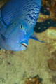 Yellowbar angelfish is interesting