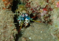 A peacock mantis shrimp shot in Ponta do Ouro, Southern Mozambique. Watch out though, these little guys can throw hands!