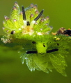Two sea slugs share a leaf.