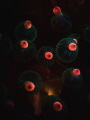 closeup anemone