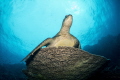 Turtle rest on the table reef and pose for the photo. Turtle rest on the table reef and pose for the photo.