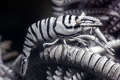 Hippolyte catagrapha Crinoid shrimp Hippolyte catagrapha Crinoid shrimp